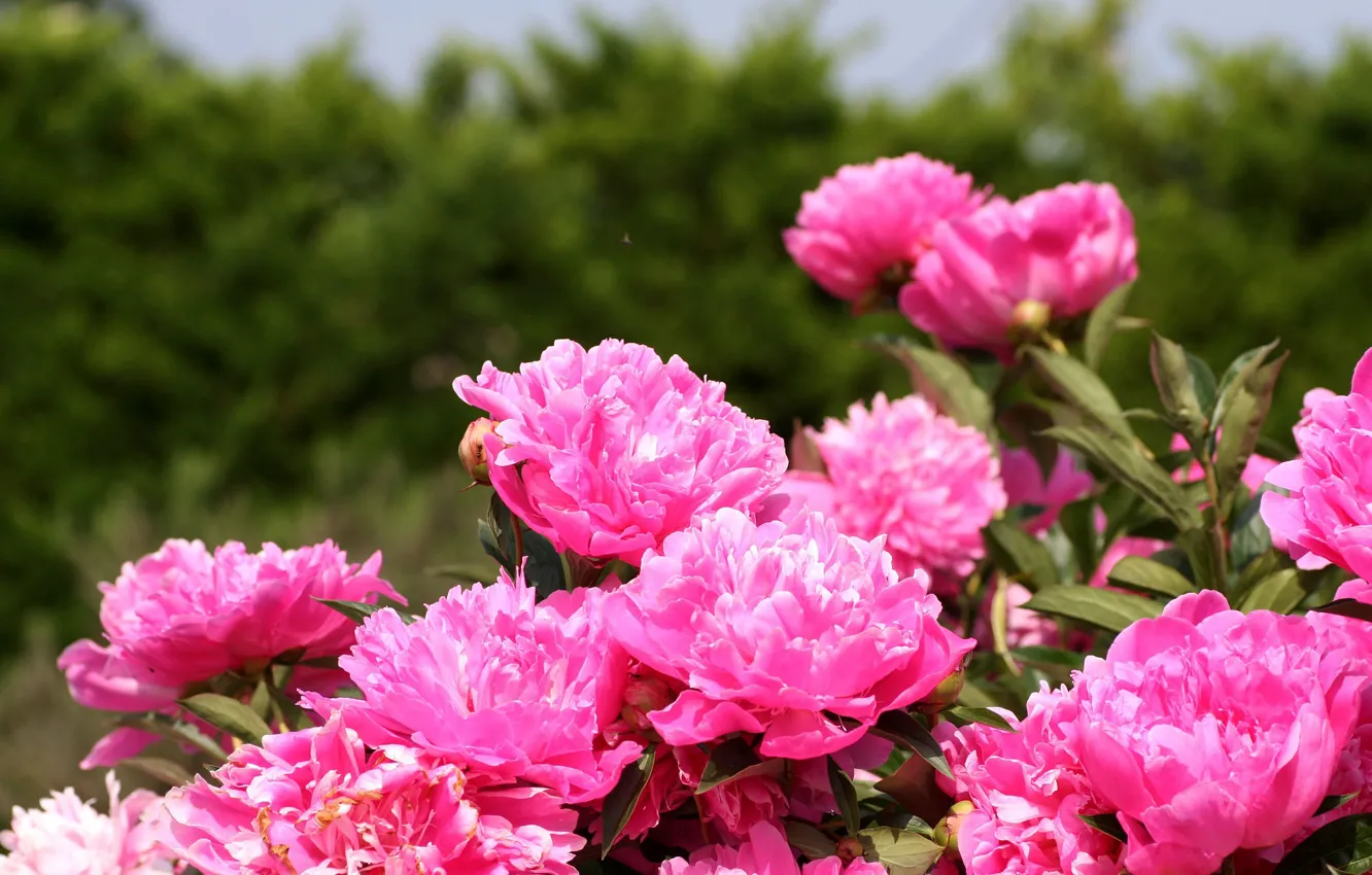 Фото обои цветы, розовый, весна, цветение, Пионы