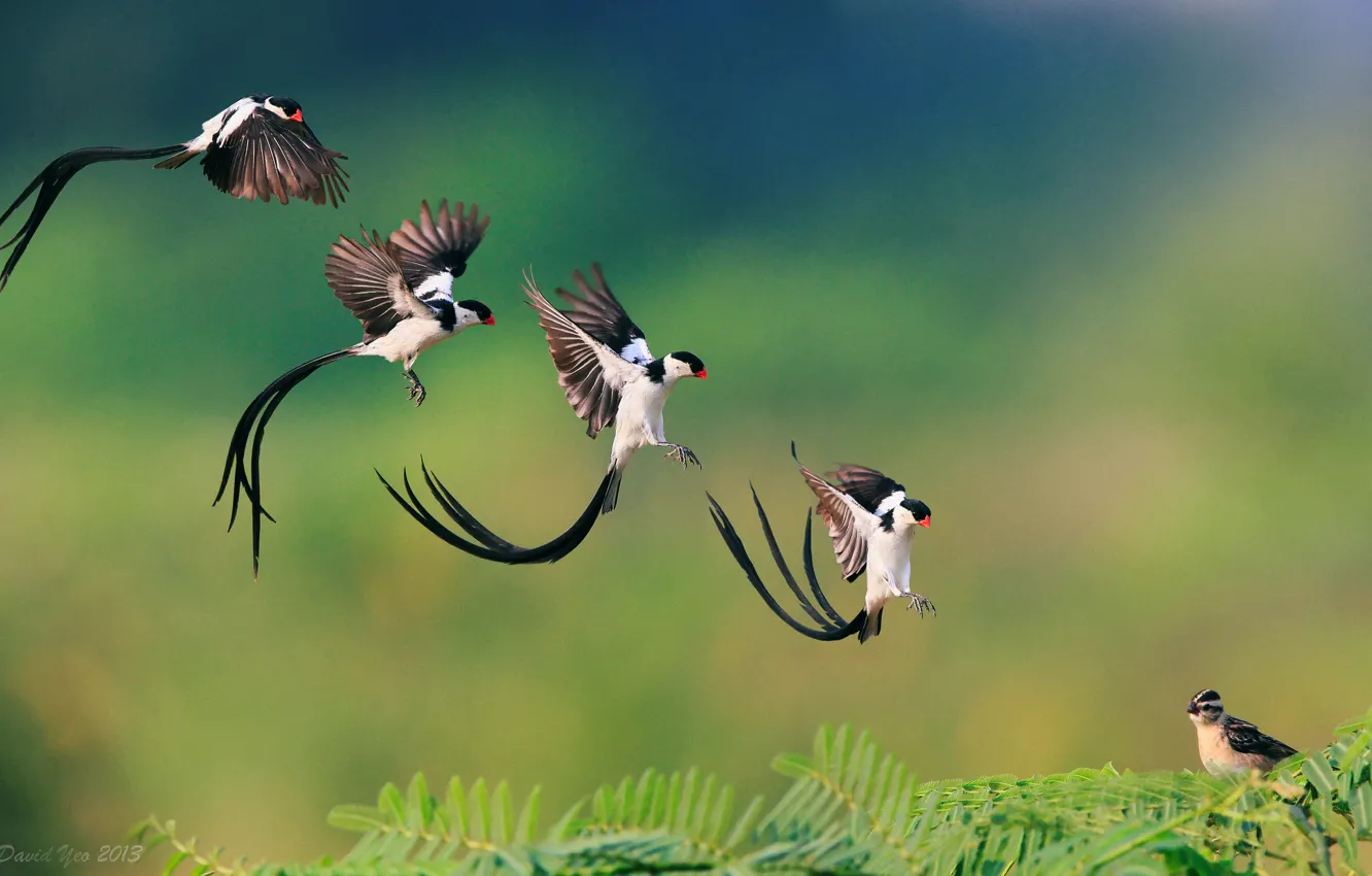 Фото обои птица, ветка, полёт, приземление, Pin-tailed Whydah