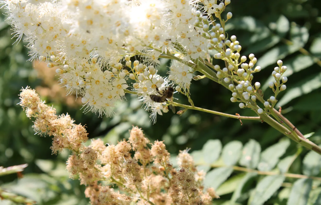 Фото обои белый, пчела, рябинник