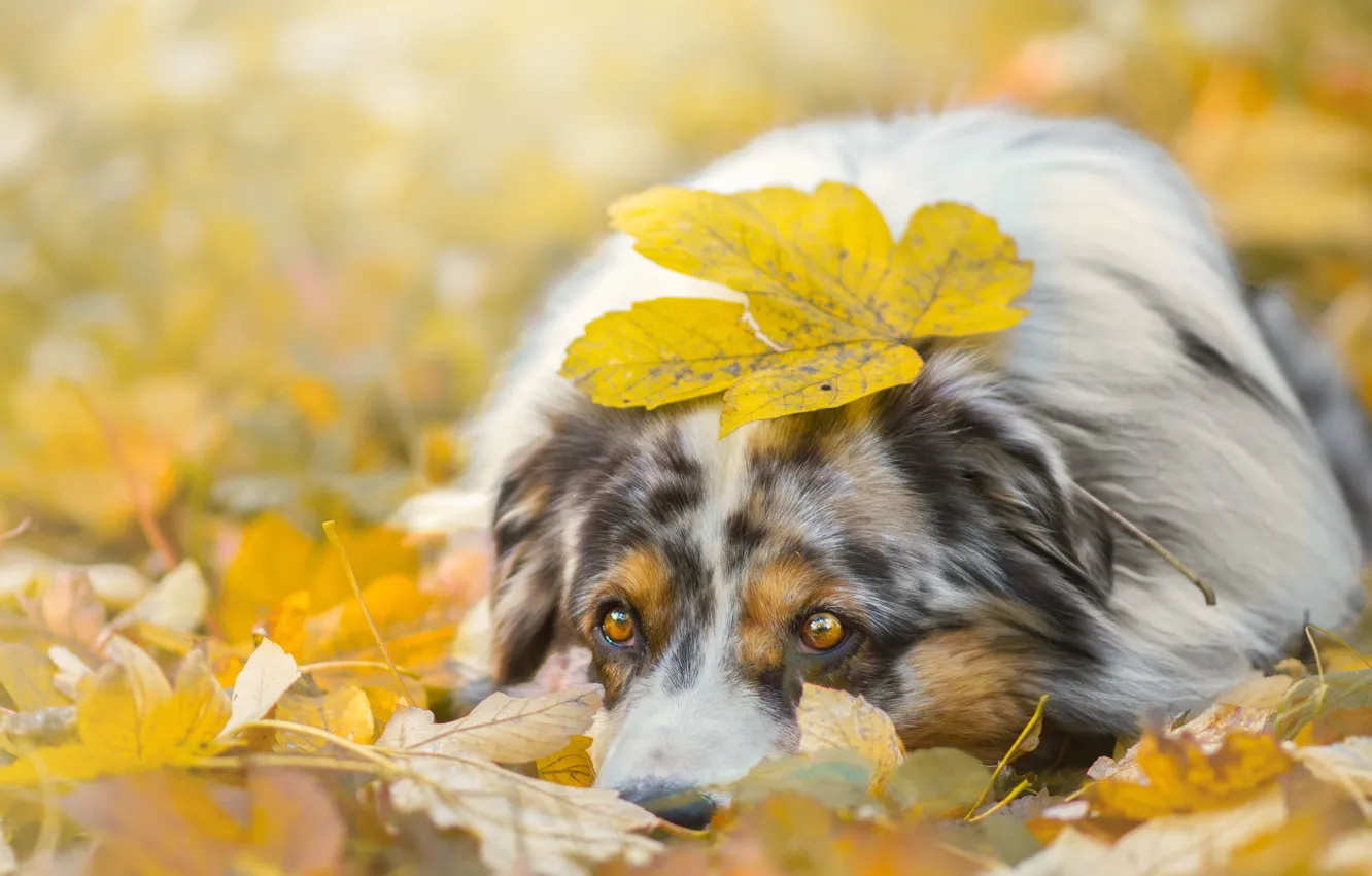 Фото обои осень, морда, листва, листок, собака, лежит, взгляд., овчарка
