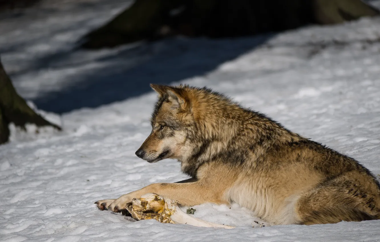 Фото обои снег, волк, профиль, кость