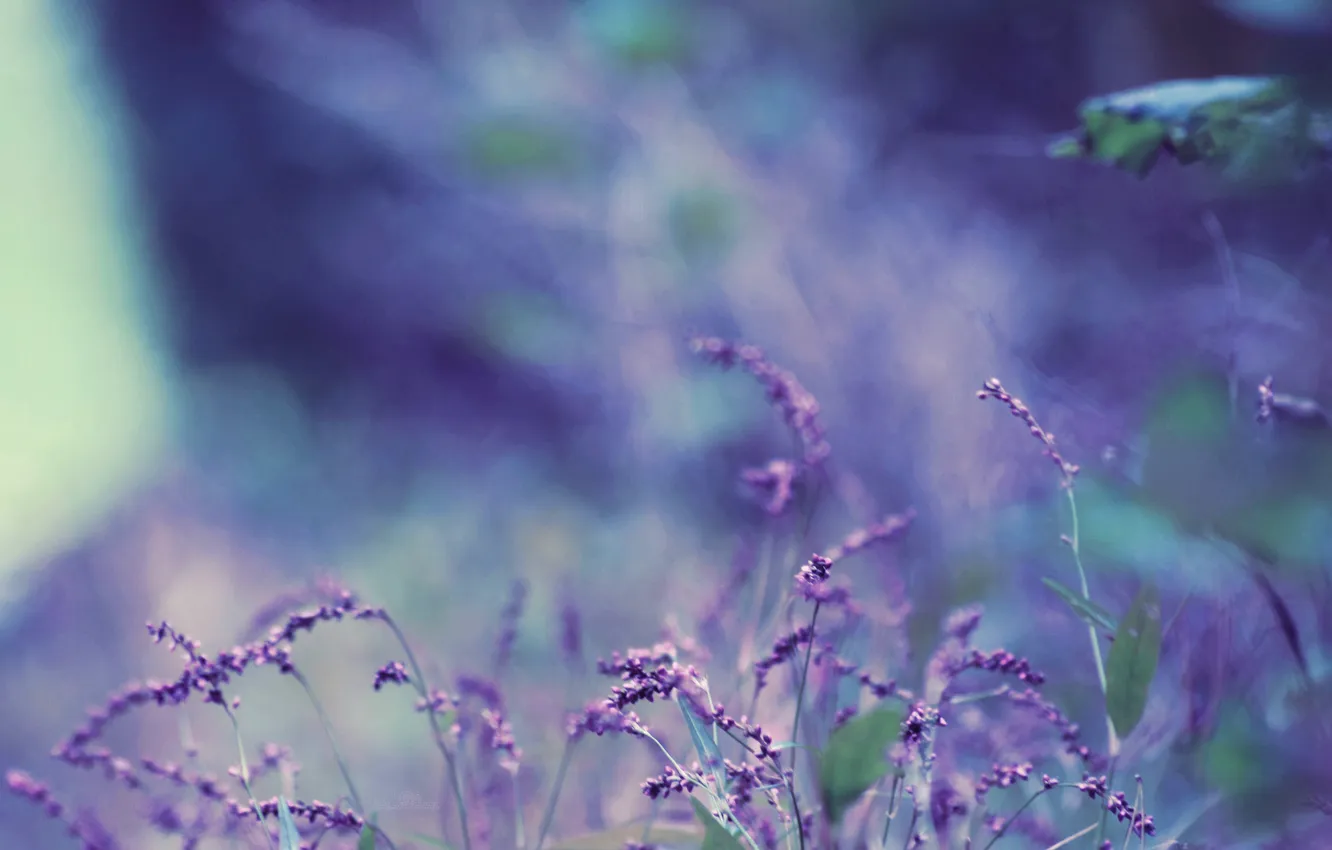 Фото обои фиолетовый, листья, цветы