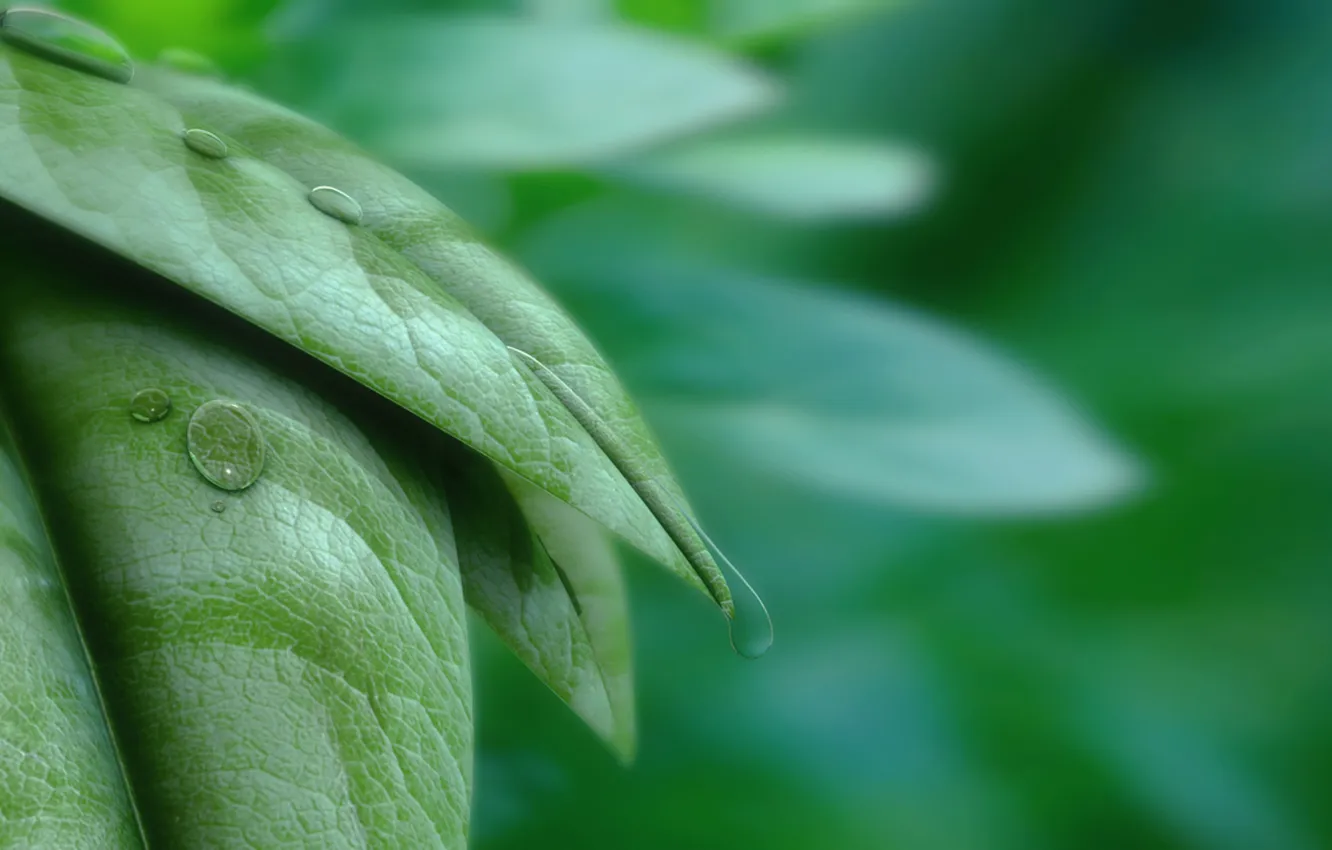 Фото обои листья, капли, Leaves and Water