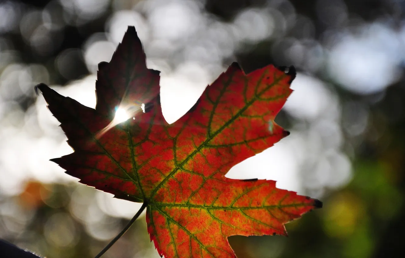 Фото обои осень, свет, лист, клен