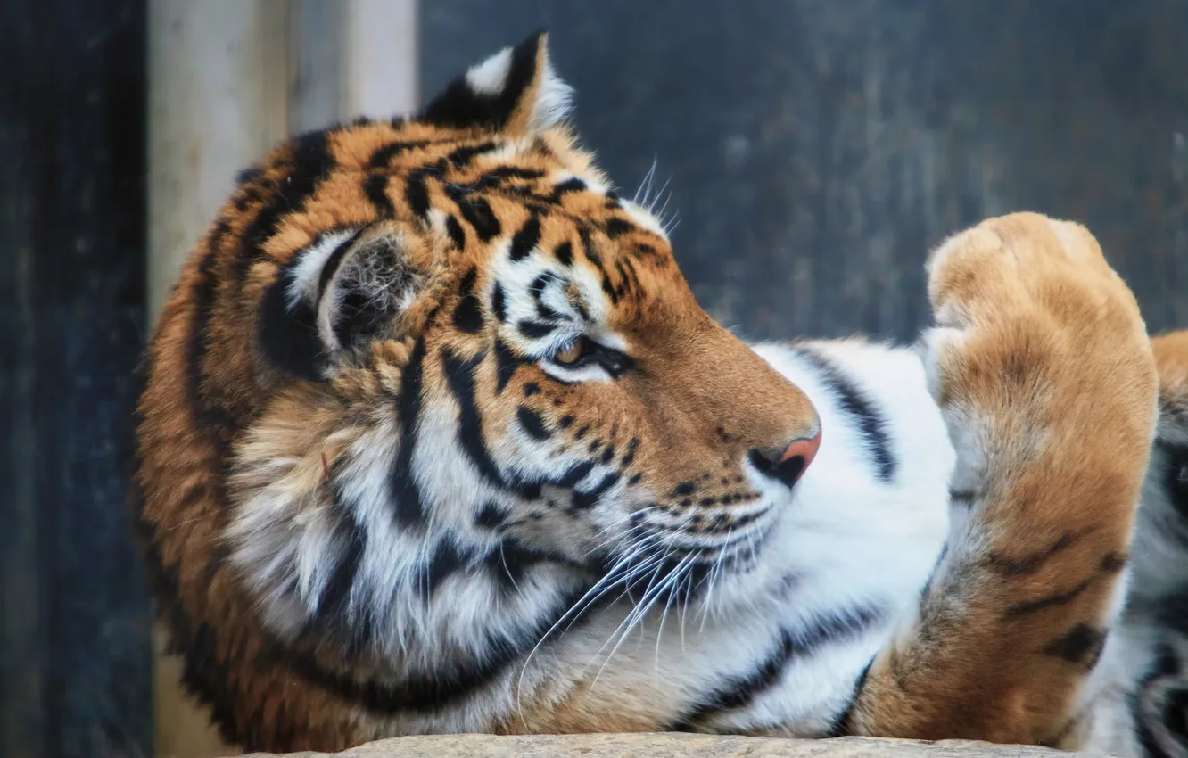 Фото обои кошка, тигр, лапа, профиль, амурский