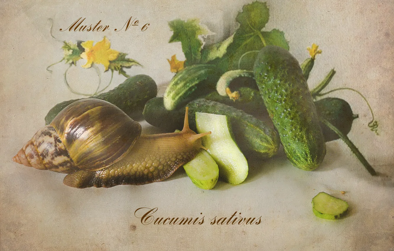 Фото обои улитка, овощи, огурцы, ботаника, ахатина, ботанический альбом, рисунок акварелью