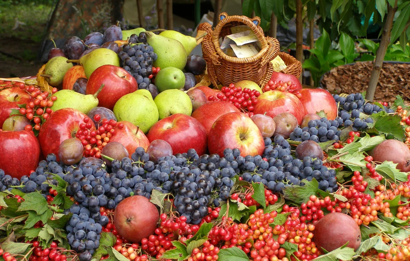Фото обои ягоды, яблоки, урожай, виноград, фрукты, сливы, груши, калина