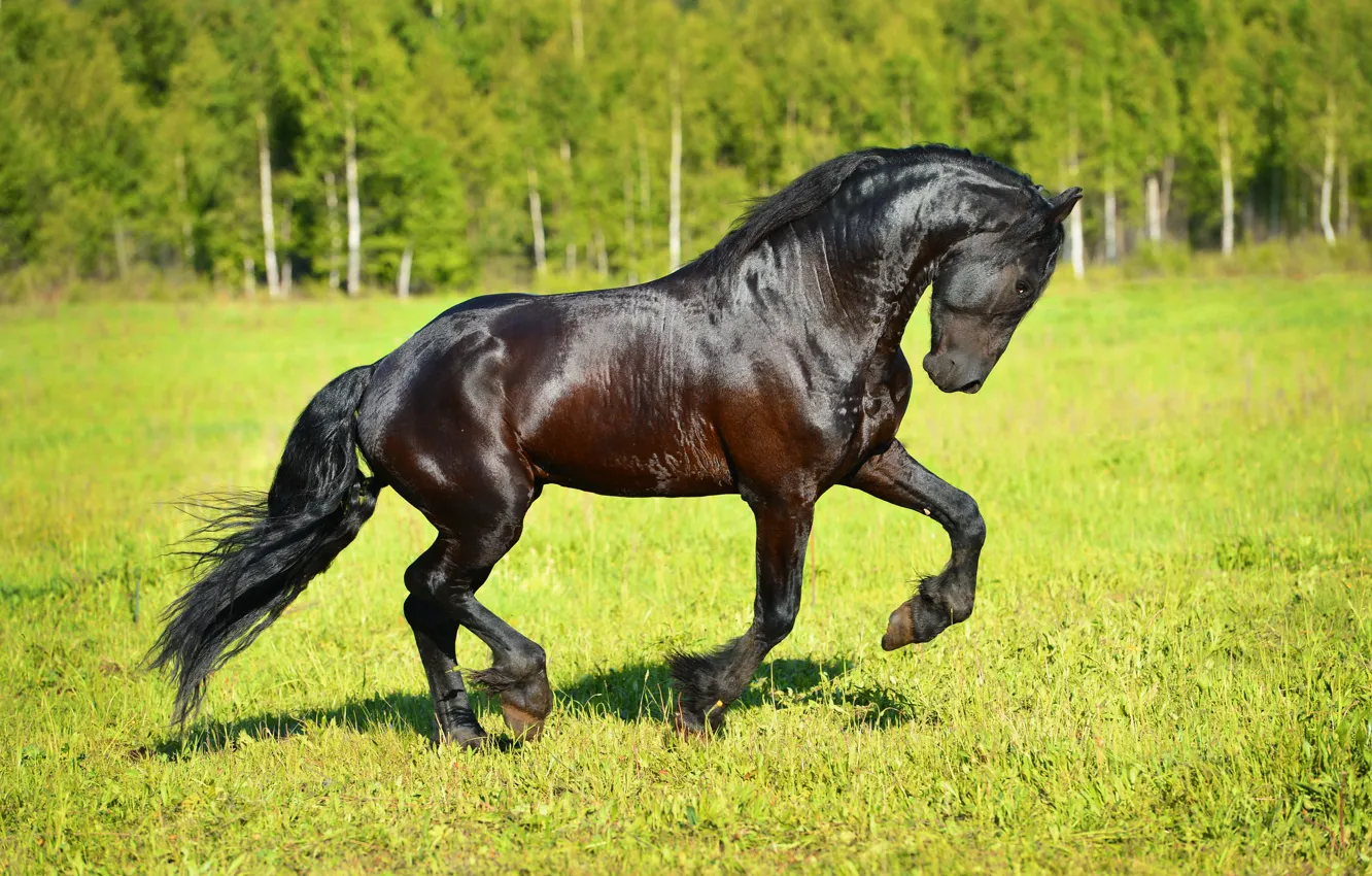 Фото обои трава, солнце, конь, лошадь, фриз
