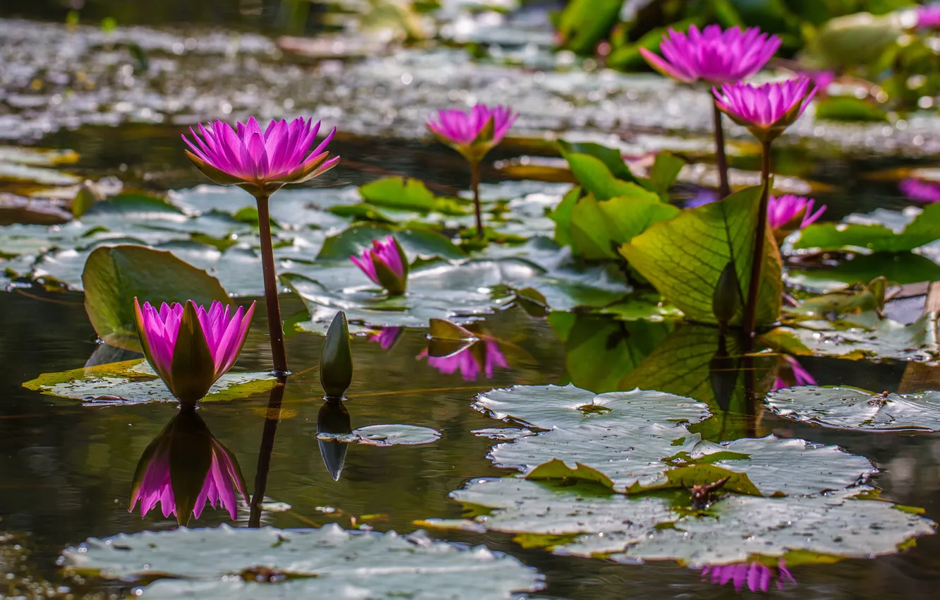 Фото обои листья, вода, цветы, озеро, пруд, яркие, водяные лилии, водоем