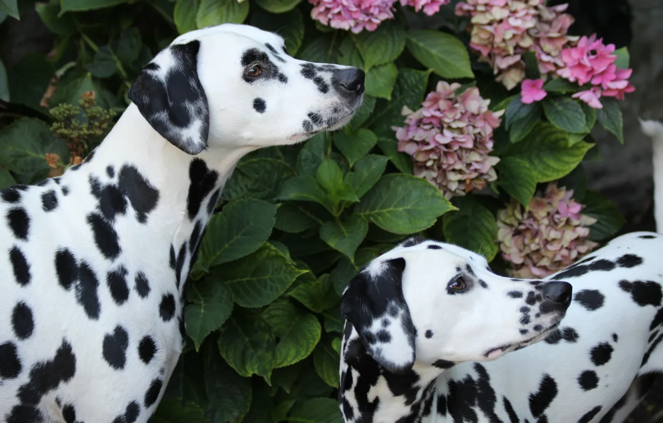 Фото обои собаки, далматины, гортензия