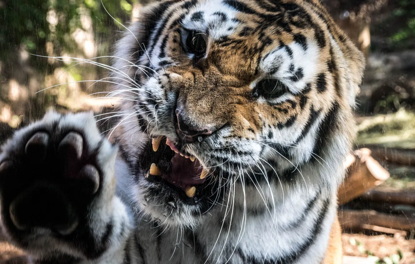 Фото обои тигр, лапа, агрессия