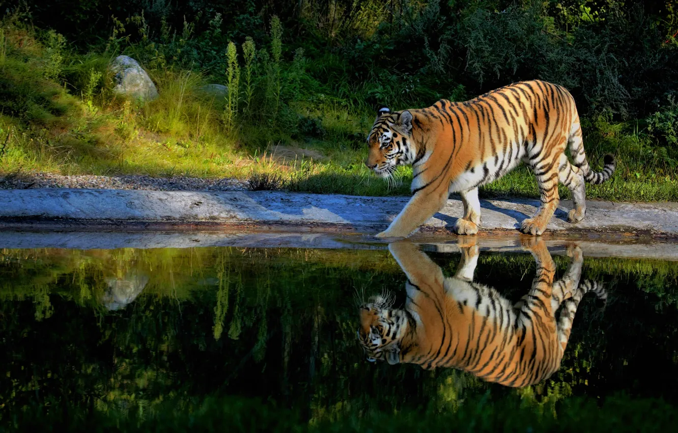 Фото обои зелень, лето, тигр, отражение, берег, прогулка, водоем
