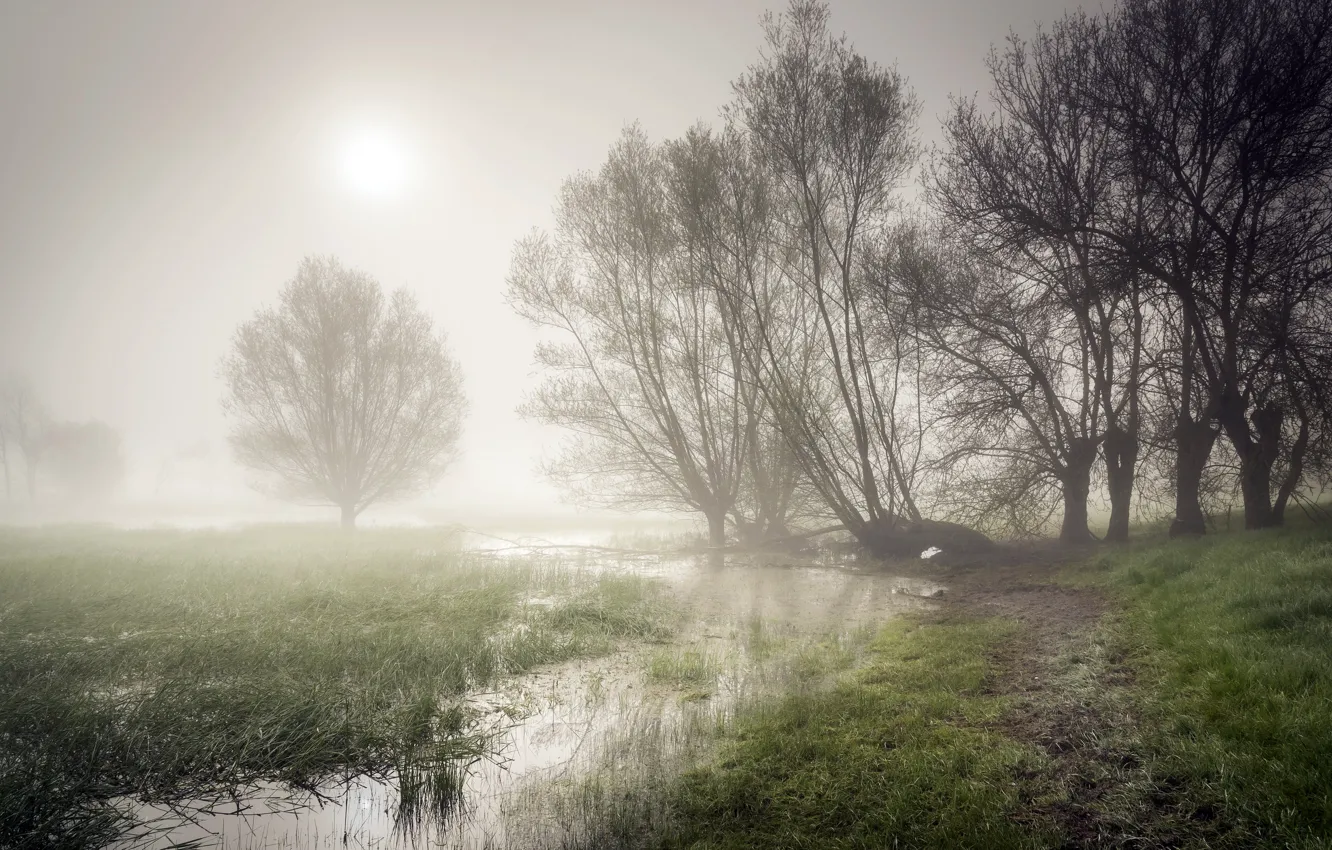 Фото обои туман, река, утро