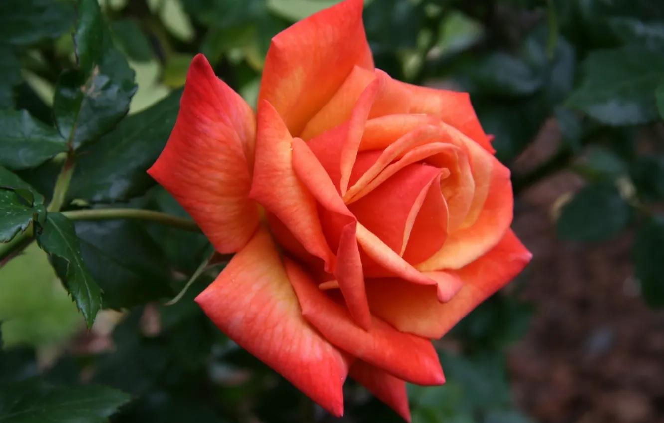 Фото обои фон, роза, оранжевая роза