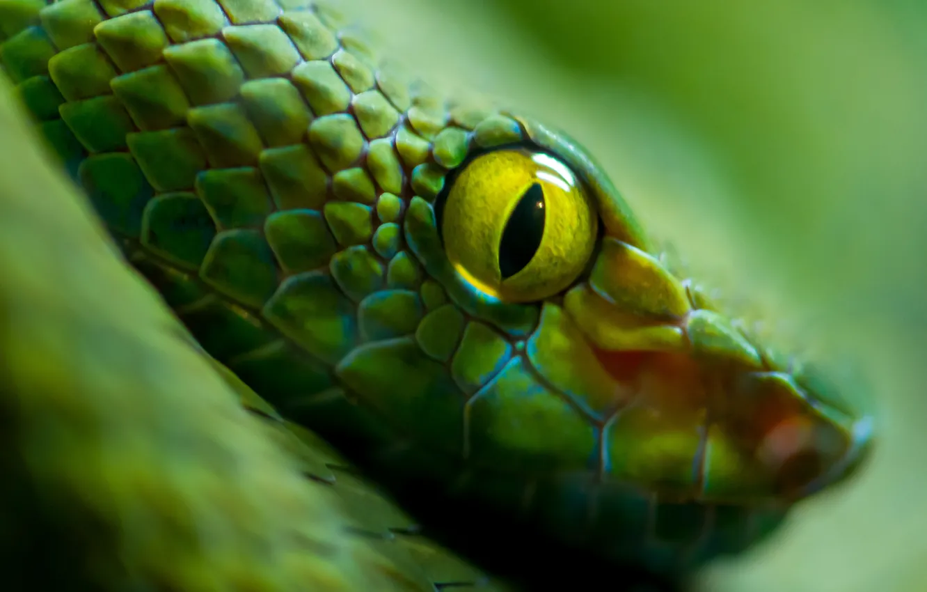 Фото обои green, snake, eyes, scales
