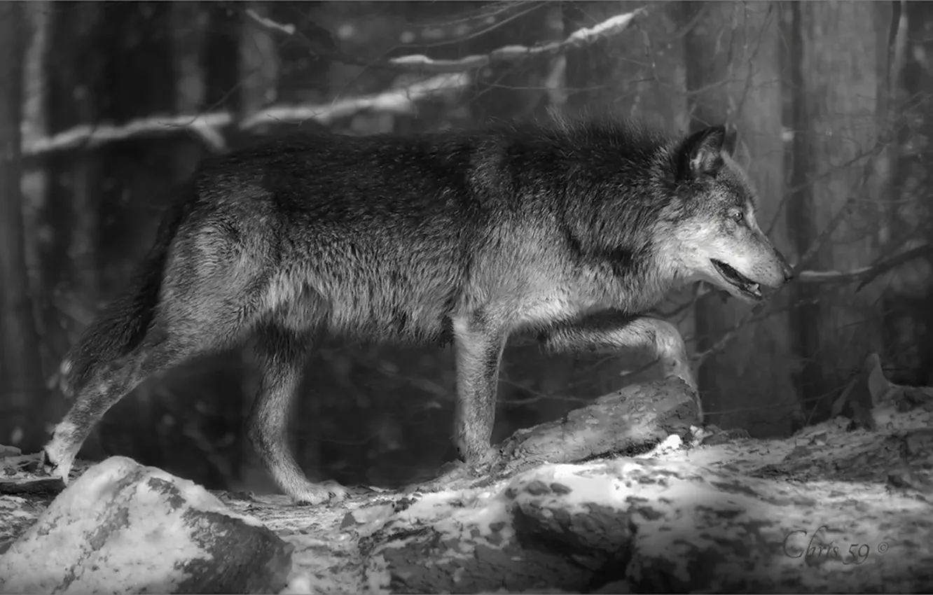 Фото обои nature, Gray Wolf, face, animal, wolf, canis lupus, wildlife, head