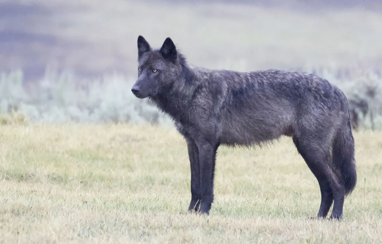 Фото обои nature, face, animal, wolf, wildlife, head, fur, mammal