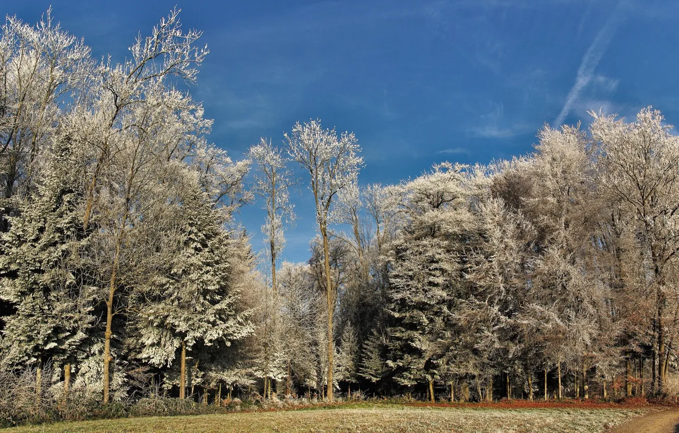 Фото обои зима, иней, деревья, пейзаж, природа, красота