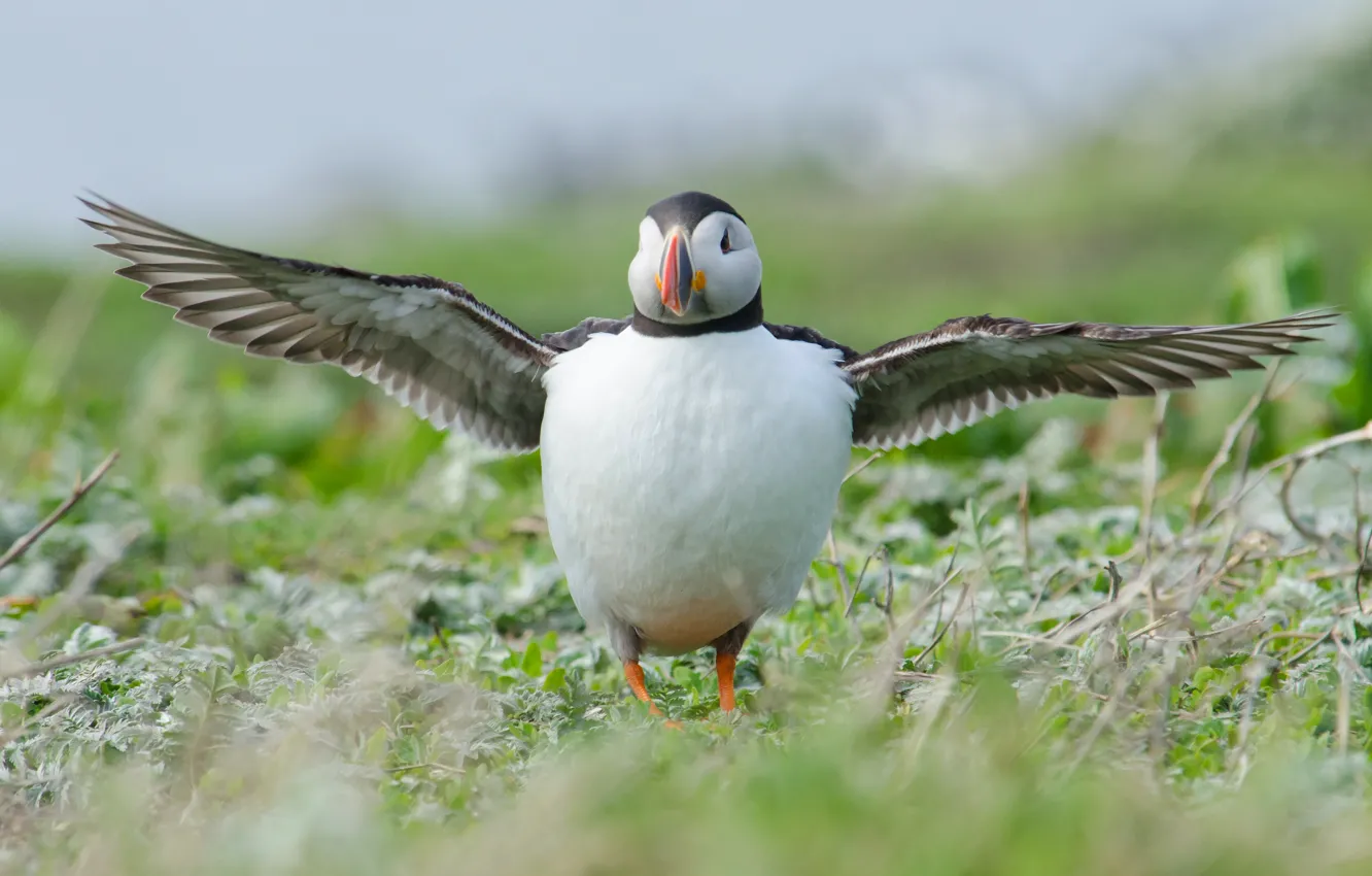 Фото обои птица, тупик, размах крыльев