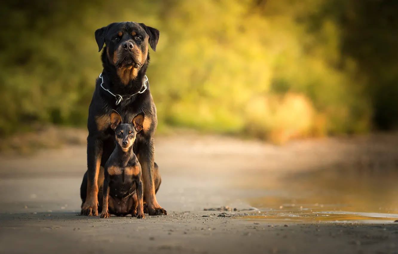 Фото обои собаки, Ротвейлер, боке, Карликовый пинчер