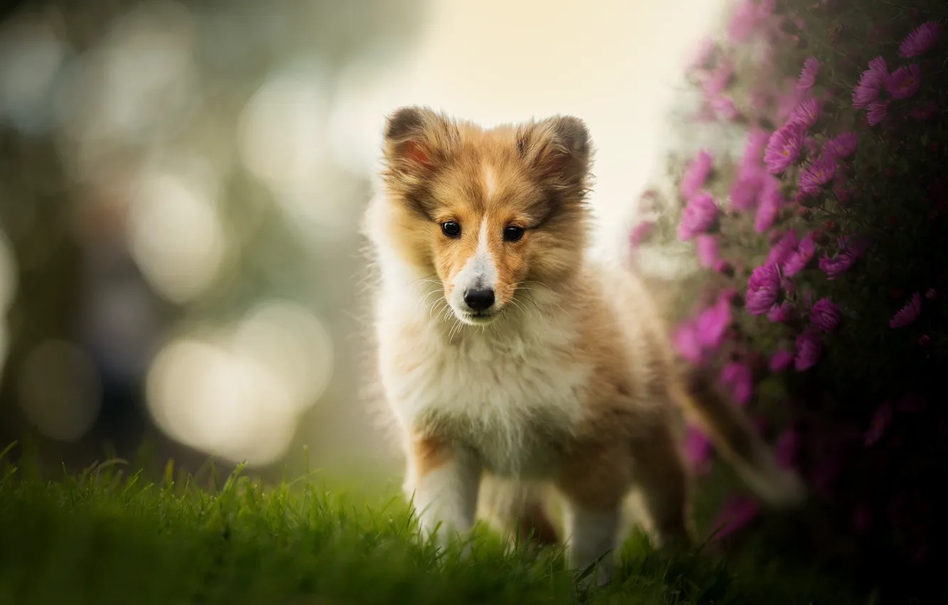 Фото обои цветы, собака, щенок, боке, Шелти, Шетландская овчарка