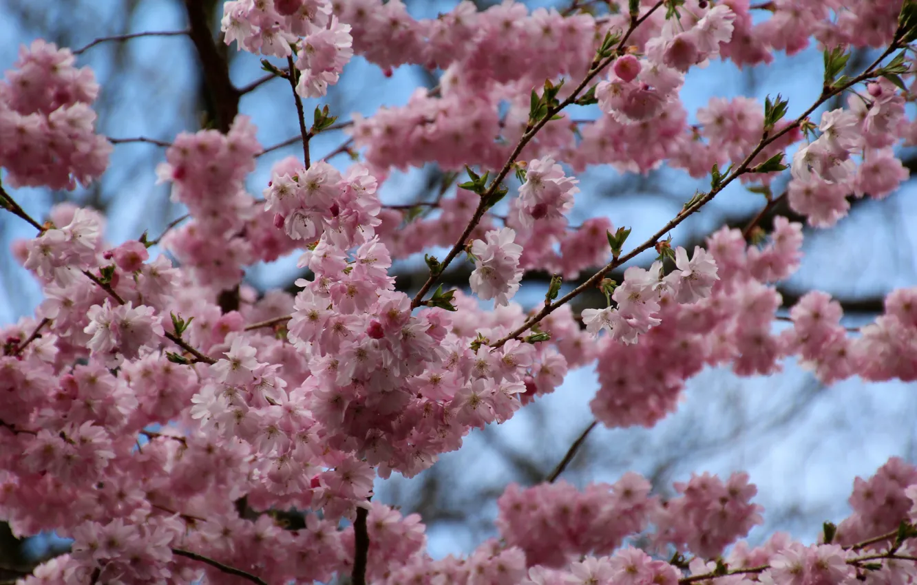 Фото обои spring, pink flowers, bloom