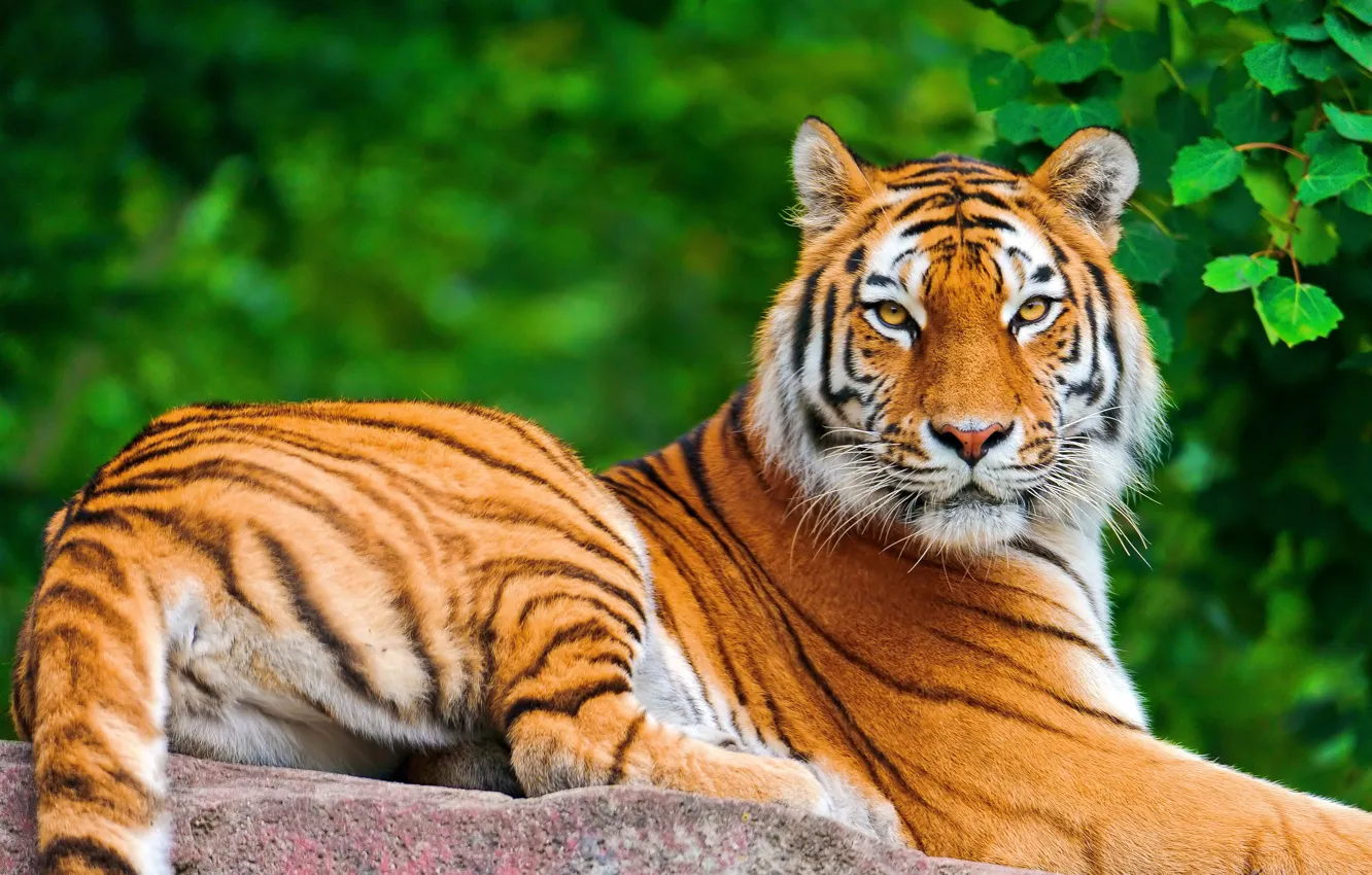 Фото обои взгляд, морда, тигр, листва, камень, лежит, позирует, большая полосатая кошка