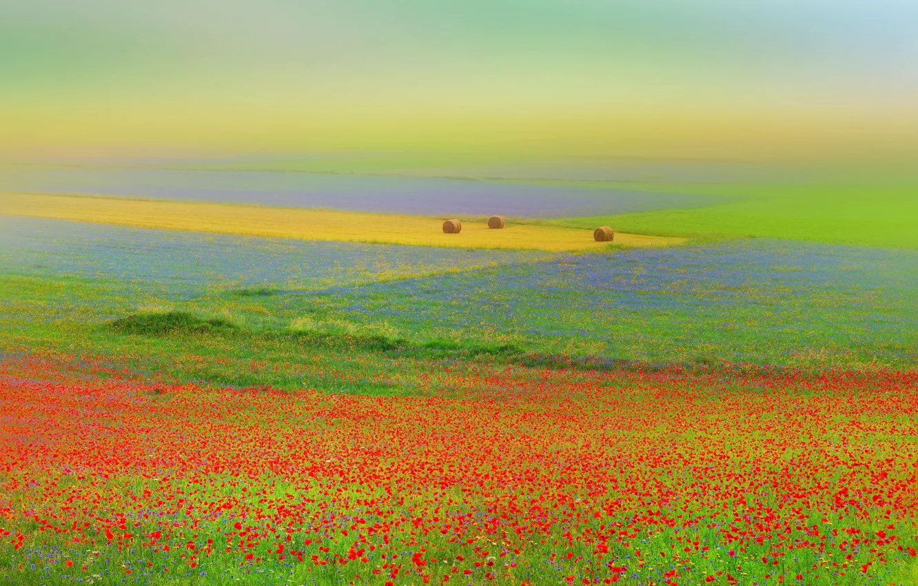 Фото обои поле, цветы, маки, сено, Италия, кипы