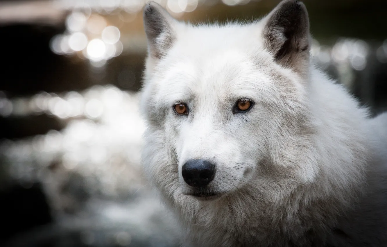 Фото обои белый, блики, волк, полярный