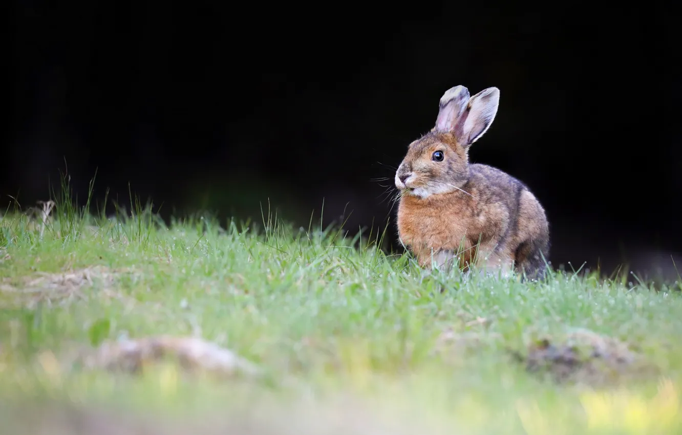 Фото обои трава, взгляд, темный фон, поляна, заяц, кролик, зайчик