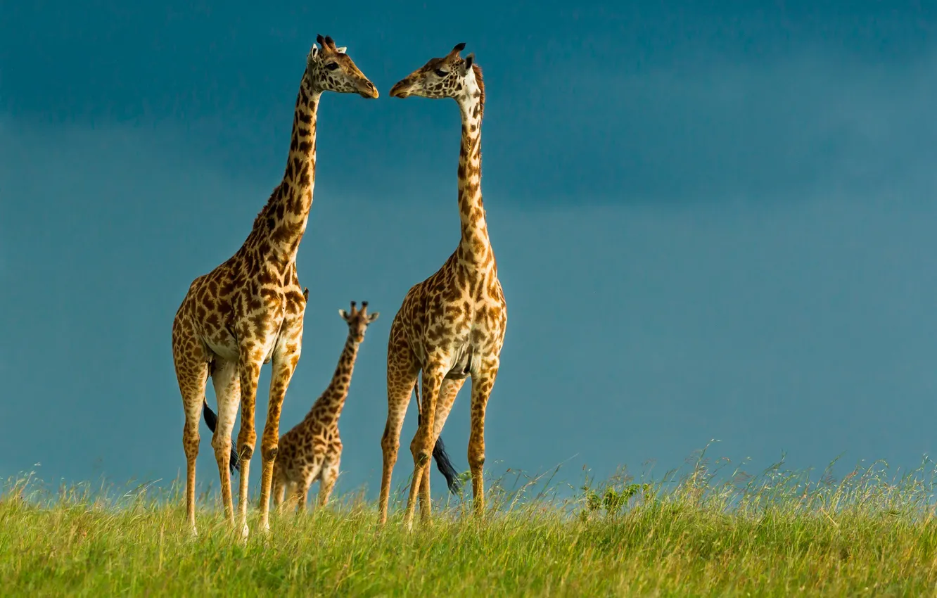 Фото обои небо, жирафы, дикая природа