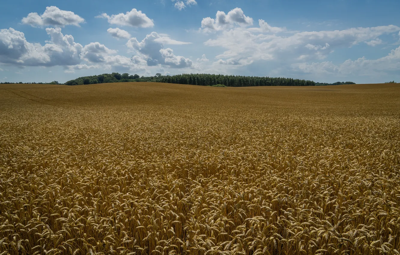 Фото обои пшеница, поле, колосья, Швеция, Sweden, Klågerup