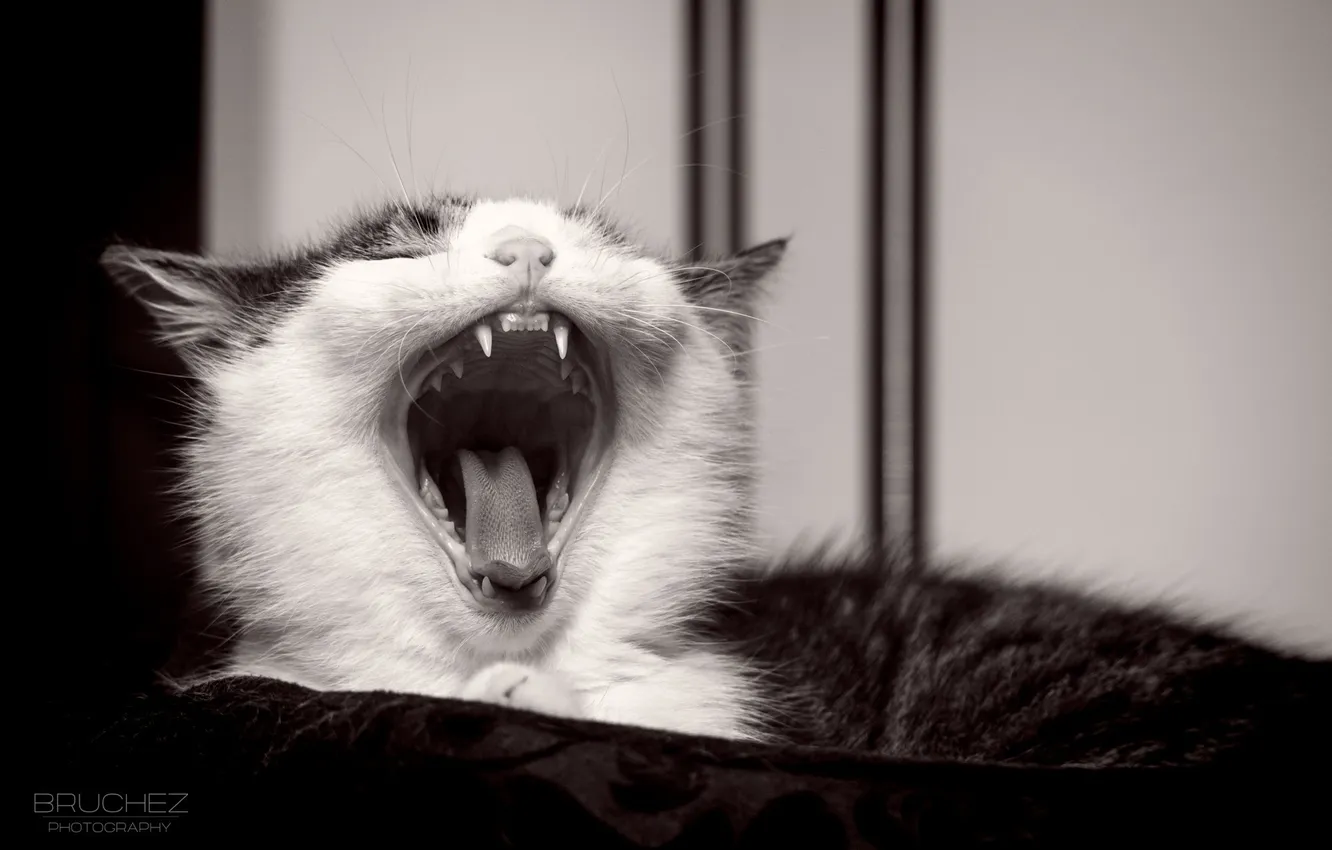Фото обои язык, кошка, кот, котенок, мордочка, пасть, клыки, зевает