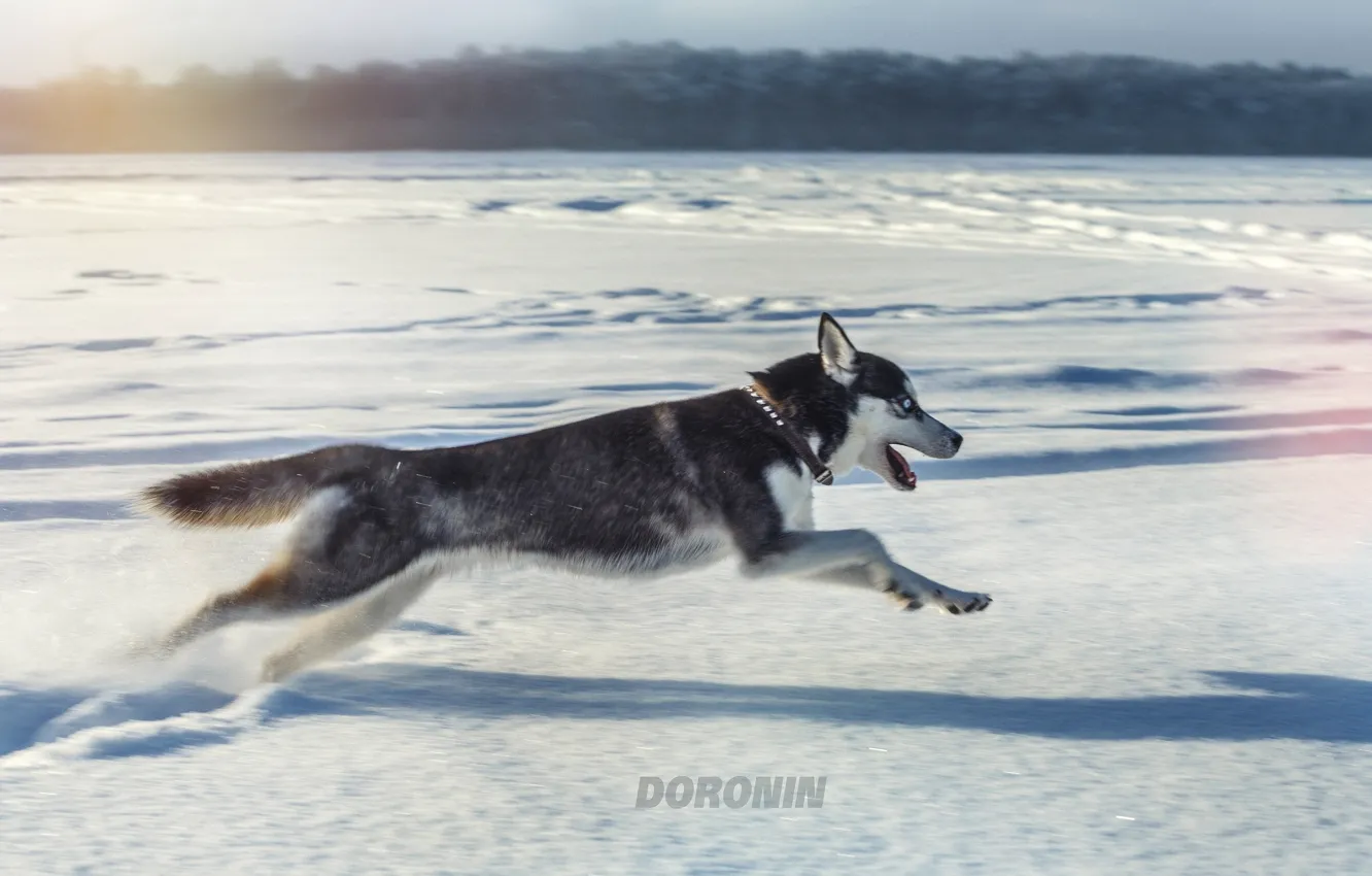 Фото обои зима, снег, прыжок, собака, бег, хаски, photographer, Denis Doronin