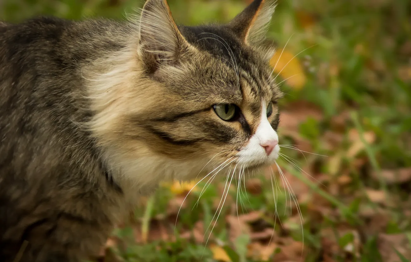 Котофеич великий