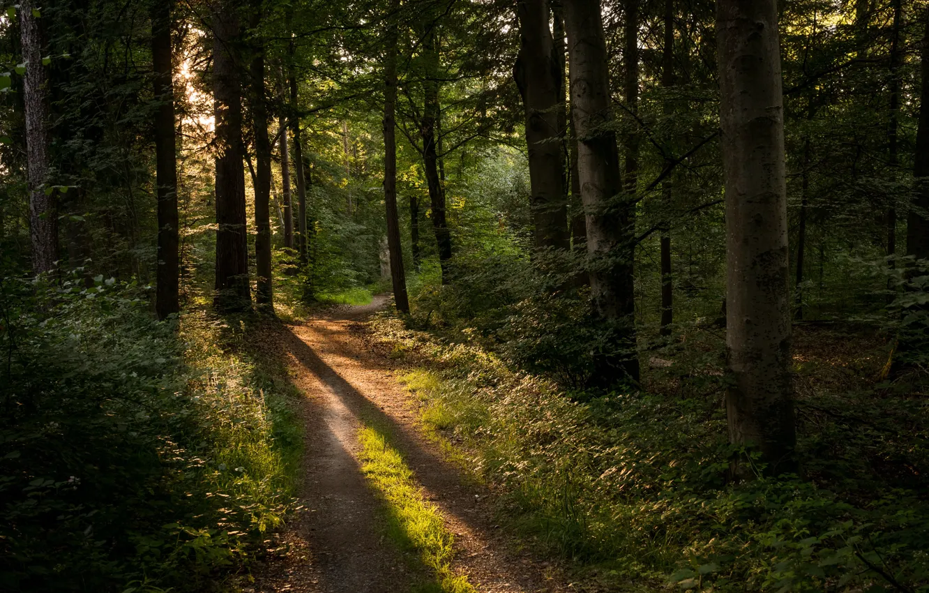 Фото обои лес, Германия, дорожка, солнечный свет, Kräherwald