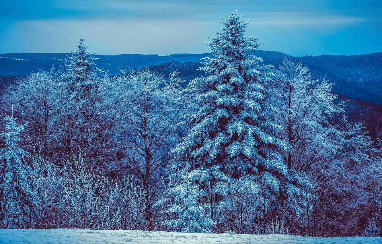 Фото обои зима, иней, лес, снег, деревья, горы, синий, синева