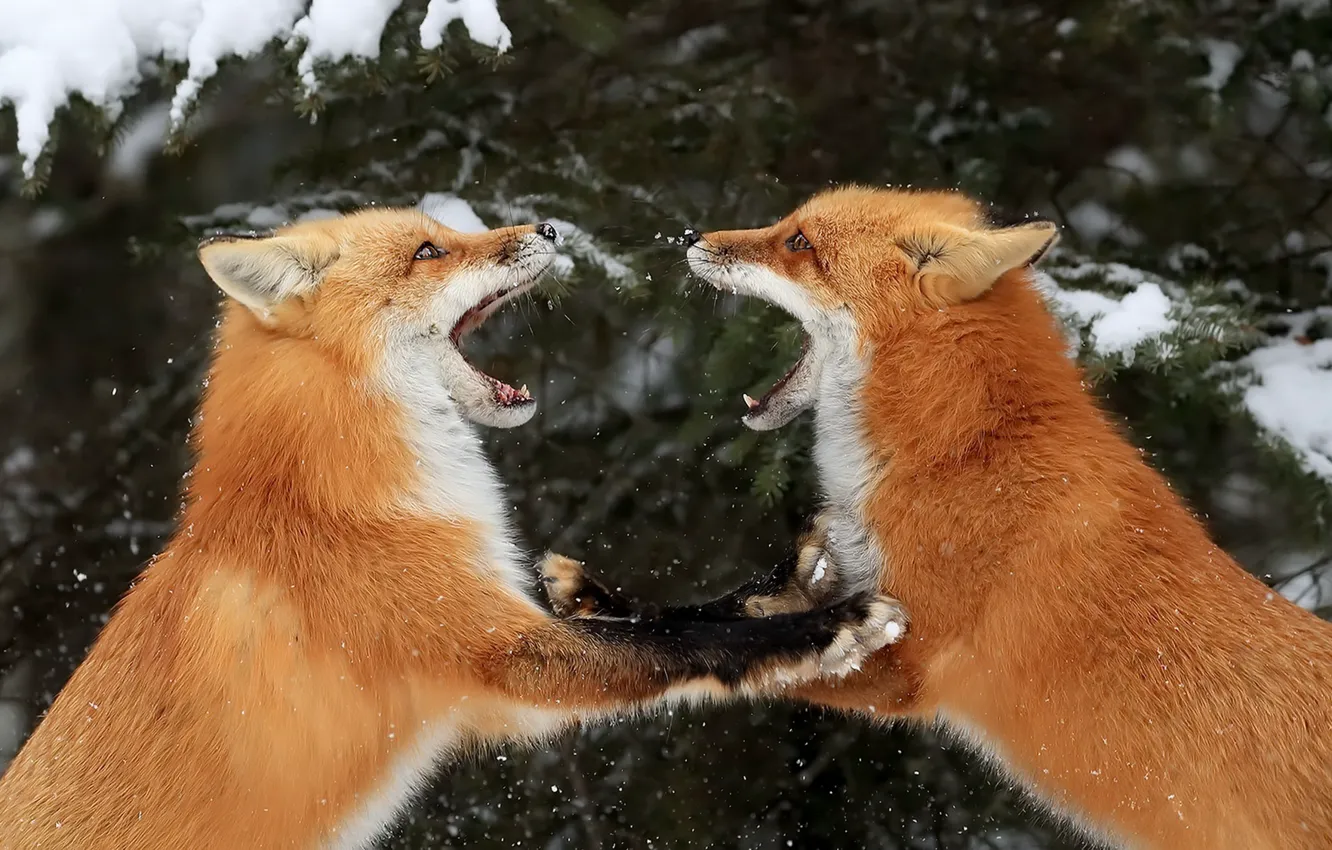 Фото обои зима, природа, лисы
