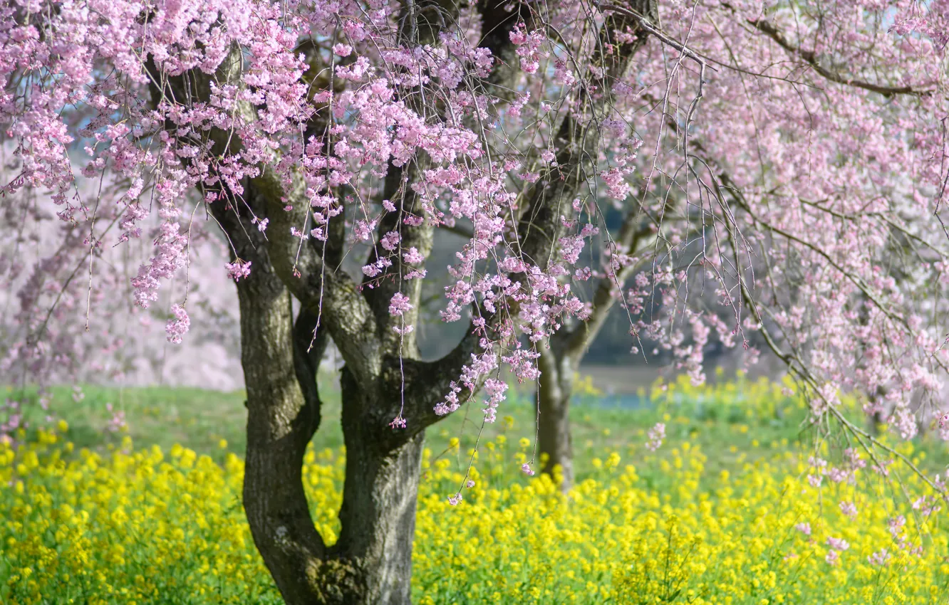 Фото обои парк, дерево, весна, сад, сакура, цветение