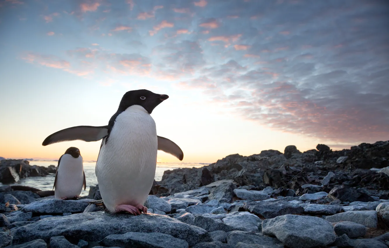 Фото обои Камни, Пингвины, Двое, Penguins, Walt Disney, Уолт Дисней, 2019, Документальный фильм о природе