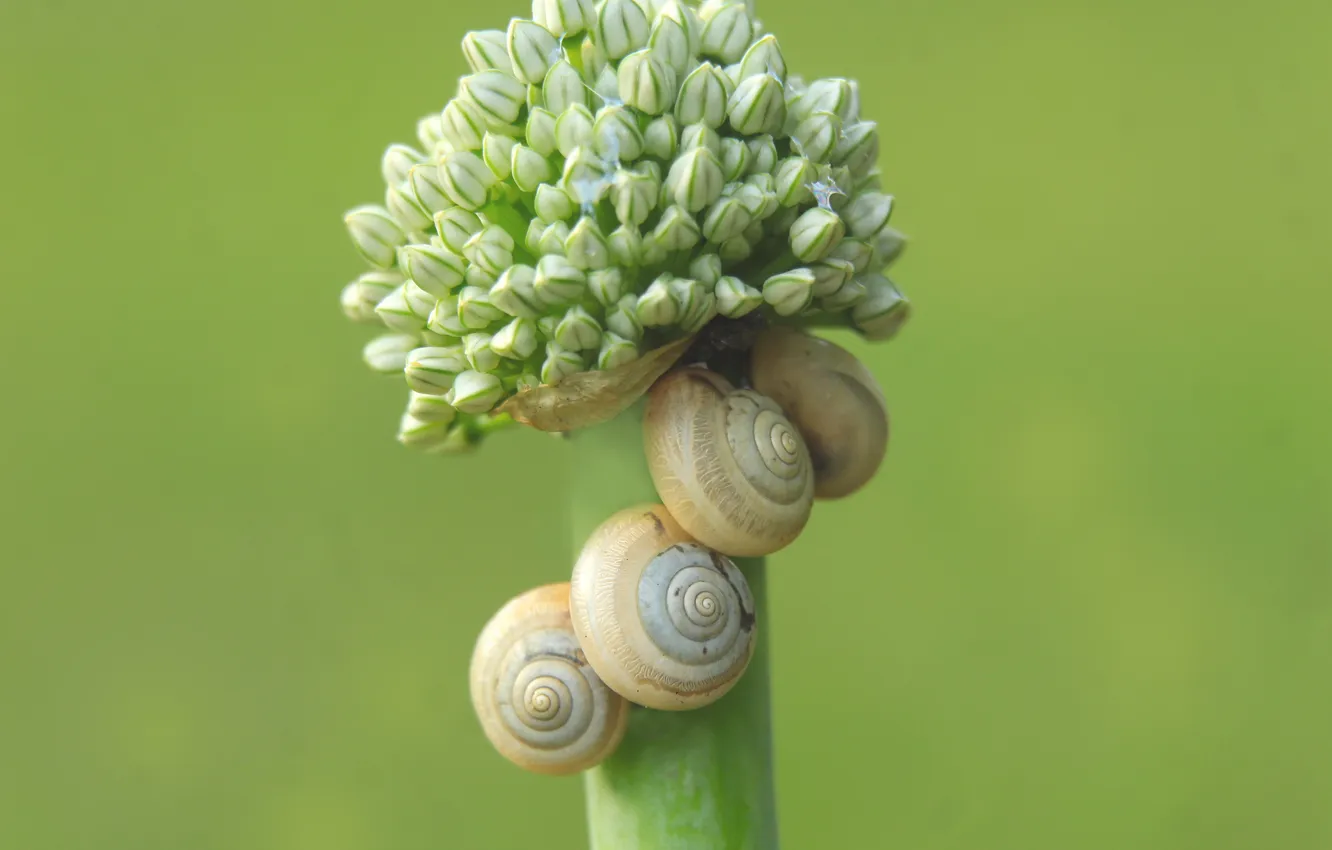 Фото обои plant, shell, shells, Snails