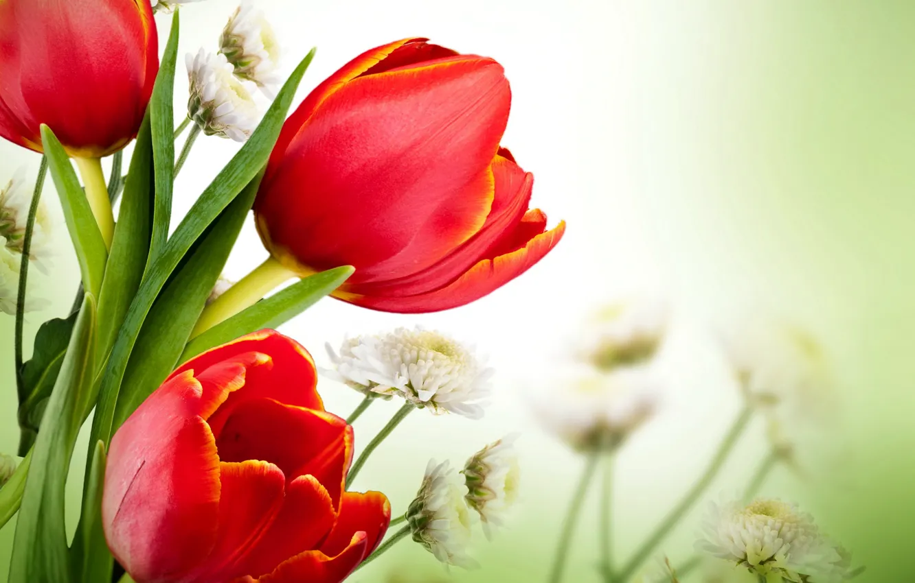 Фото обои тюльпаны, red, blossom, flowers, tulips
