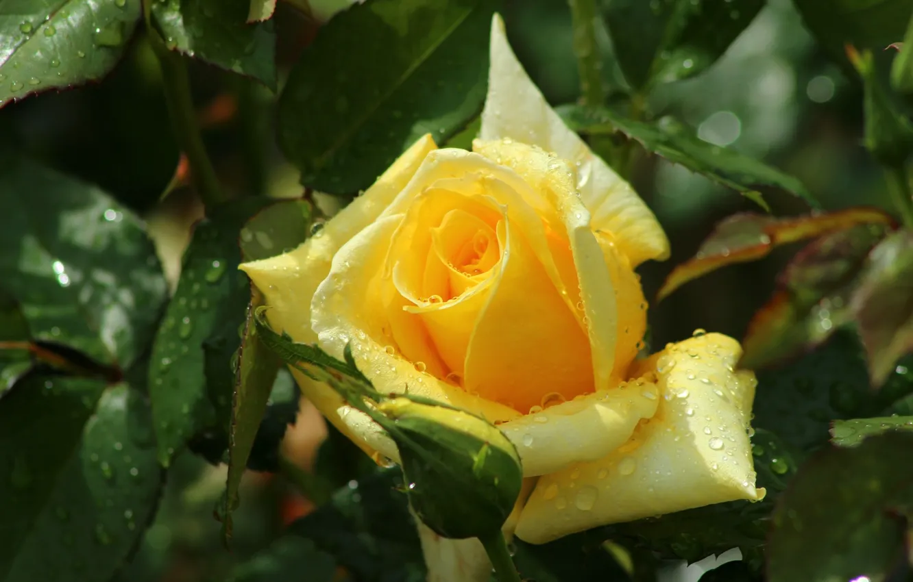 Фото обои капли, роза, жёлтая роза
