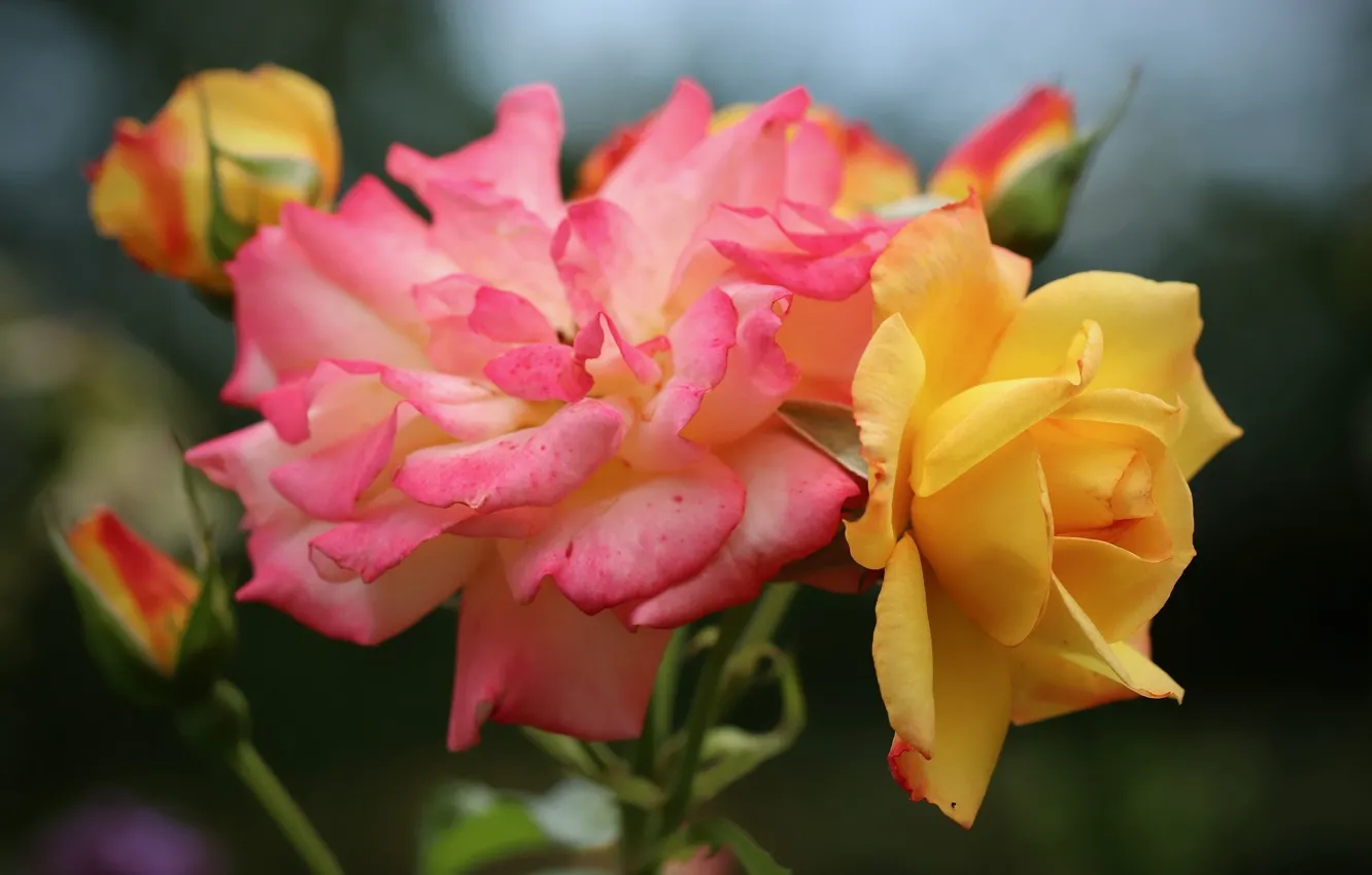 Фото обои розы, розовая роза, жёлтая роза
