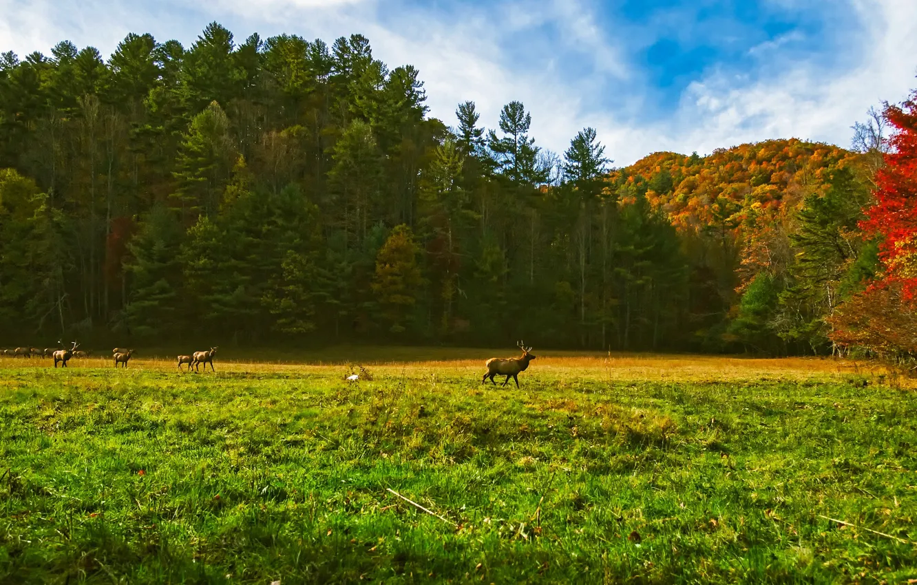 Фото обои осень, лес, трава, солнце, деревья, поляна, США, олени