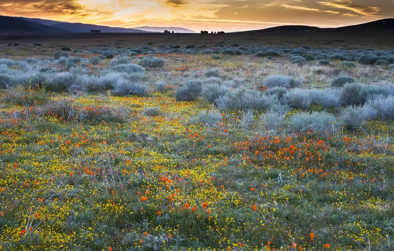 Фото обои California, Poppy, Preserve