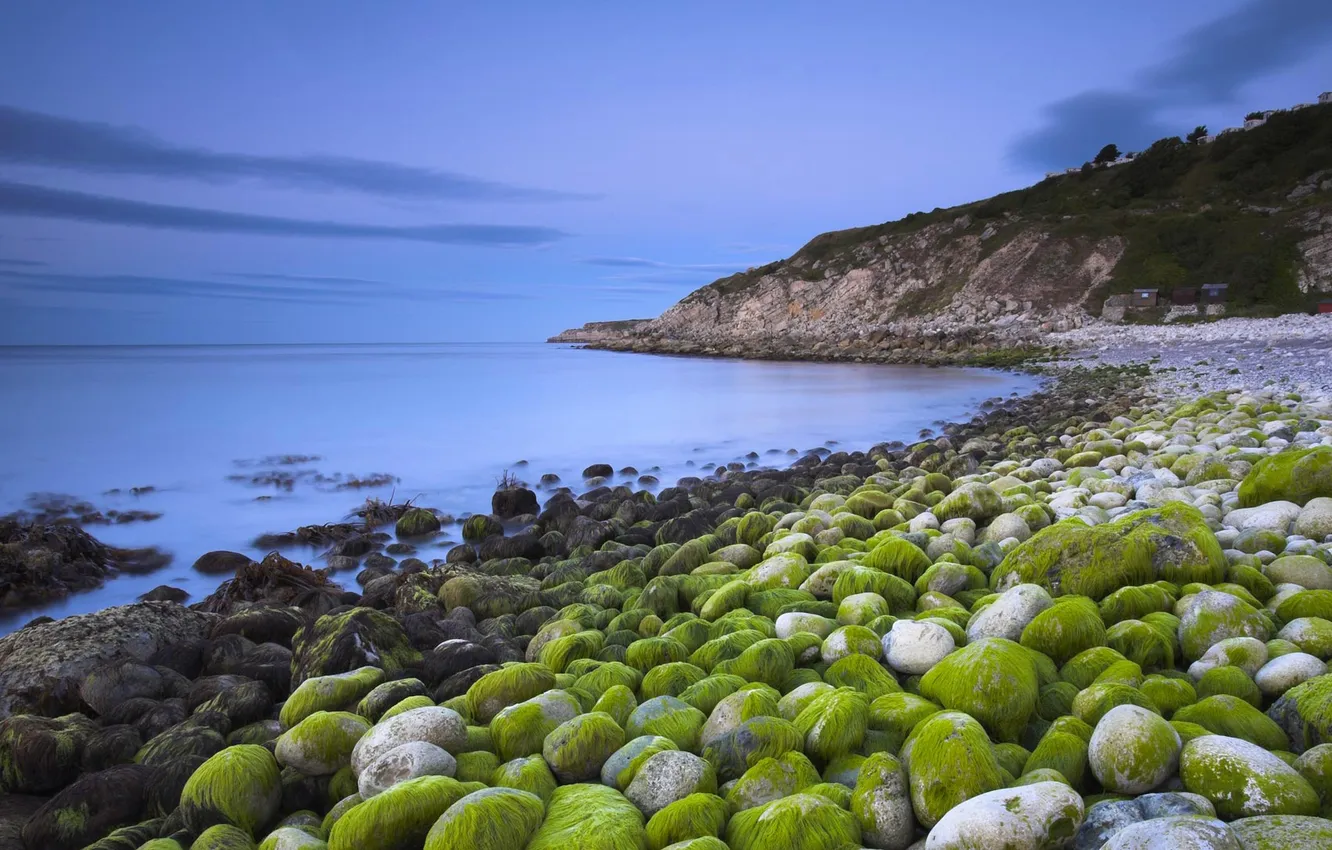 Фото обои море, водоросли, камни, берег, Англия, Дорсет