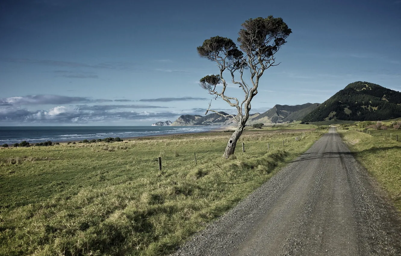Фото обои дорога, море, пейзаж, дерево