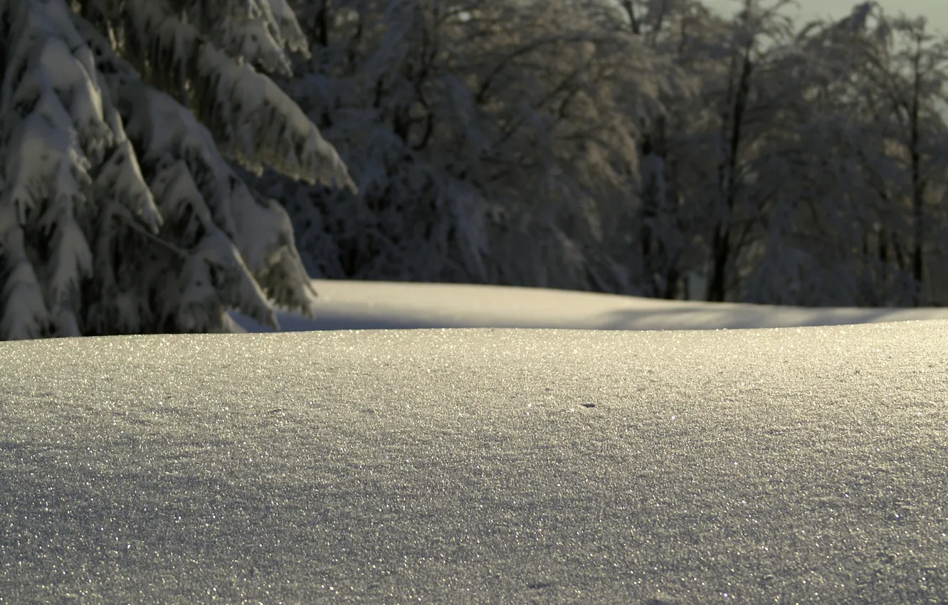 Фото обои зима, снег, деревья, фото, дерево, утро, сугробы, бугры