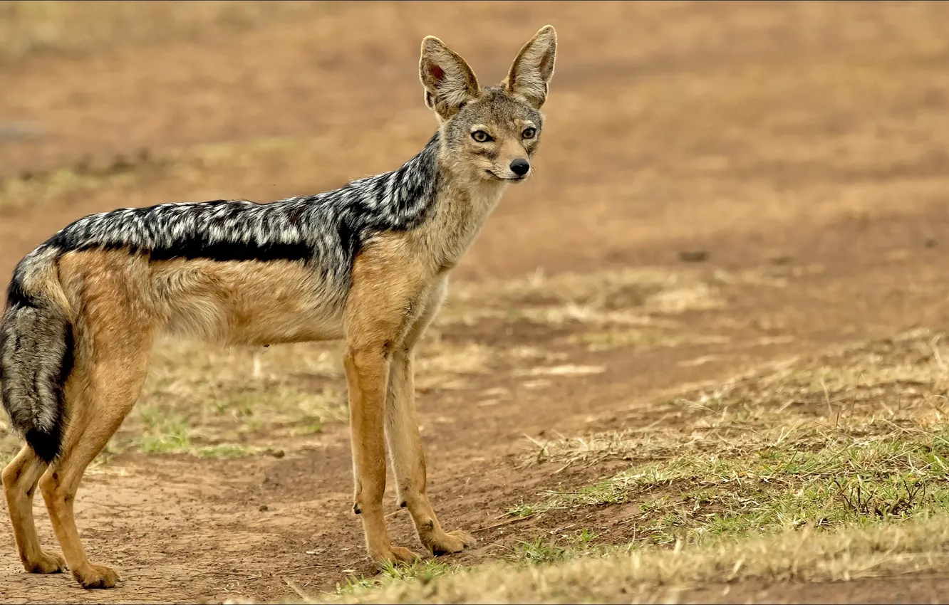 Фото обои взгляд, собака, Dog, look, шакал, jackal